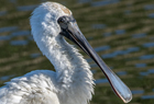 Royal Spoonbill1176 copy.jpg